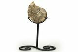 Cretaceous Ammonite (Mammites) Fossil with Metal Stand - Morocco #274600-1